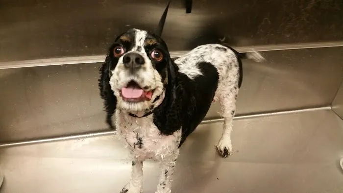 VCA McKay’s Mill Animal Hospital Picture 7