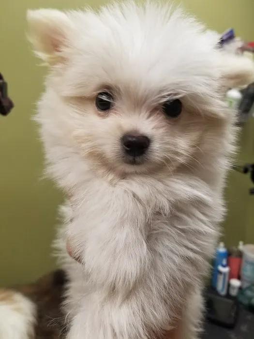 VCA McKay’s Mill Animal Hospital Picture 8