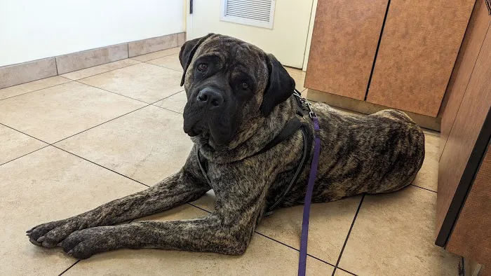 North Kenilworth Veterinary Care Picture 5