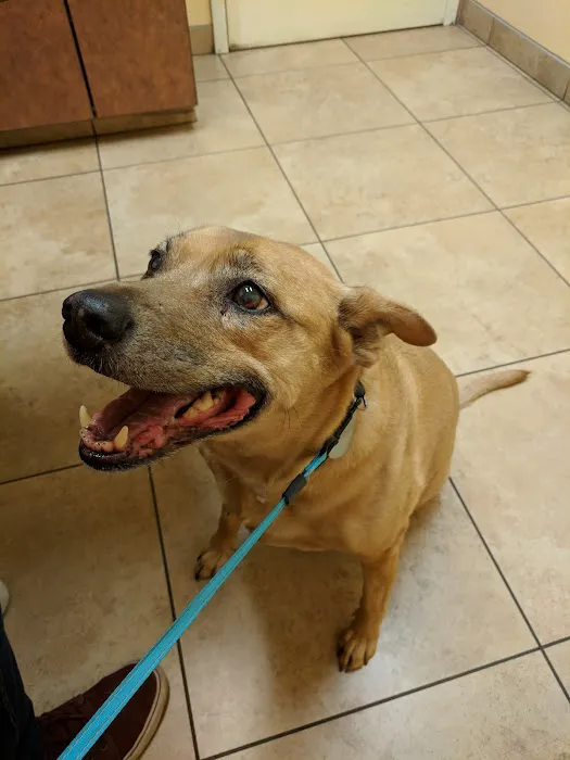 North Kenilworth Veterinary Care Picture 9