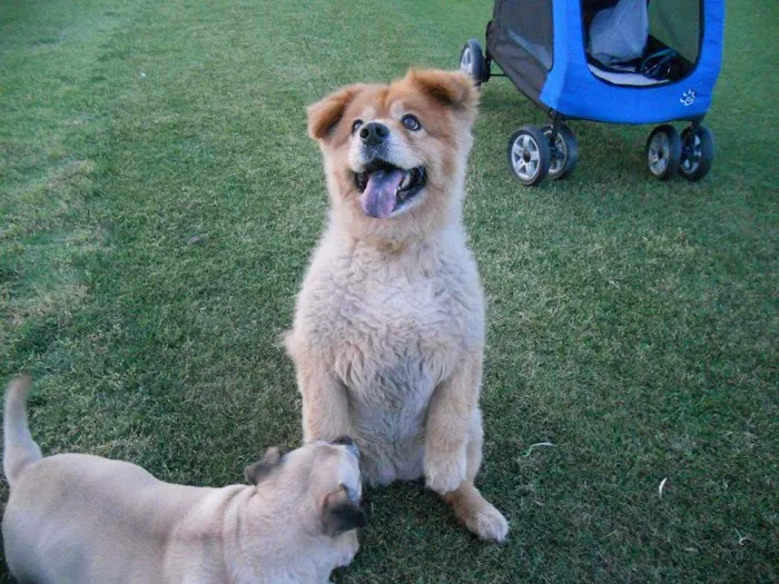 Central Phoenix Animal Hospital Picture 2