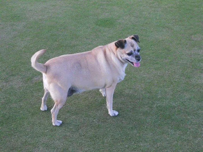 Central Phoenix Animal Hospital Picture 7