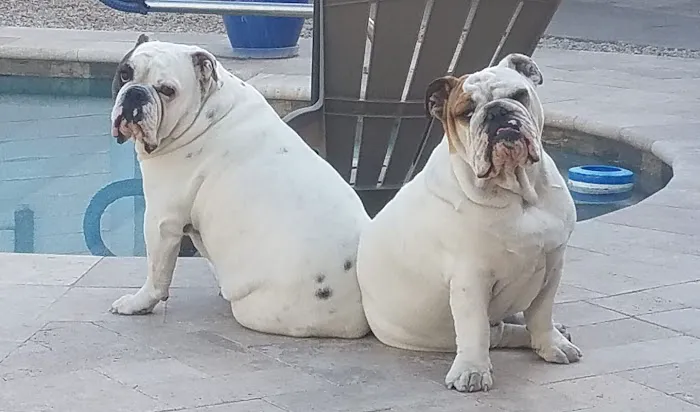 Central Phoenix Animal Hospital Picture 4