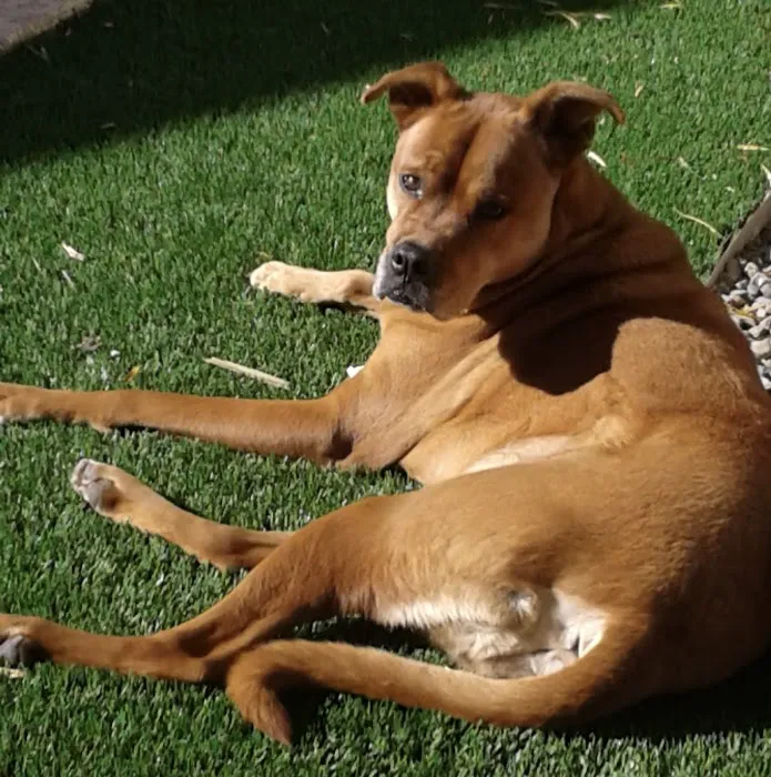 Central Phoenix Animal Hospital Picture 9