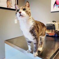 Phoenix Dog Cat Bird Hospital ico