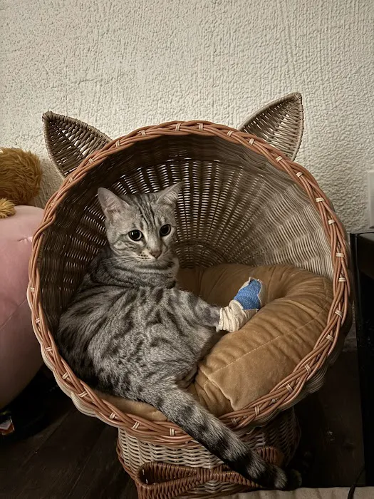 Phoenix Dog Cat Bird Hospital Picture 10