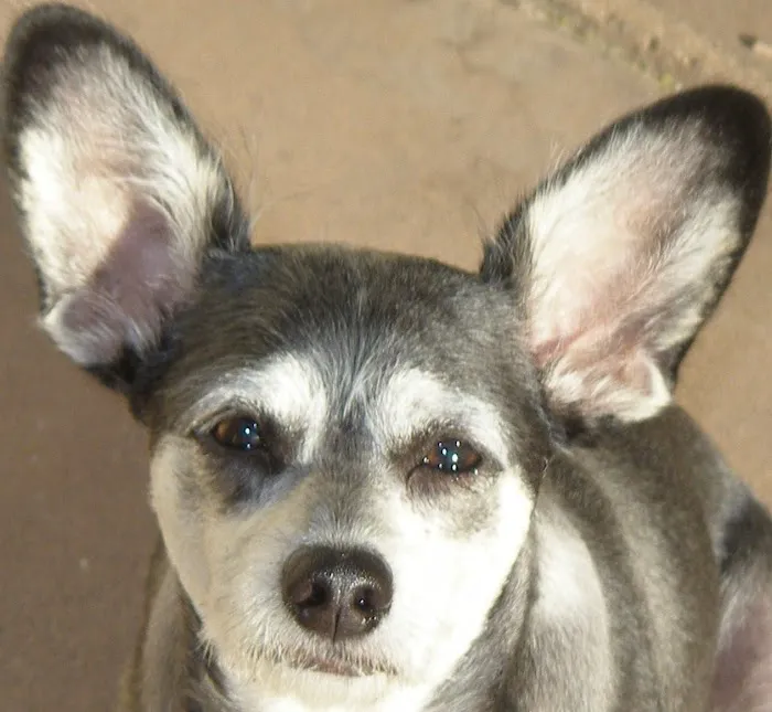 Alta Vista Veterinary Hospital Picture 3