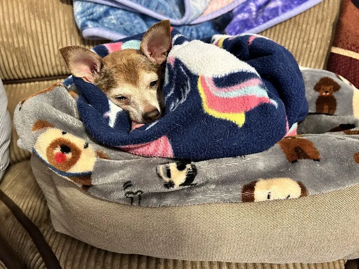 Alta Vista Veterinary Hospital Picture 6