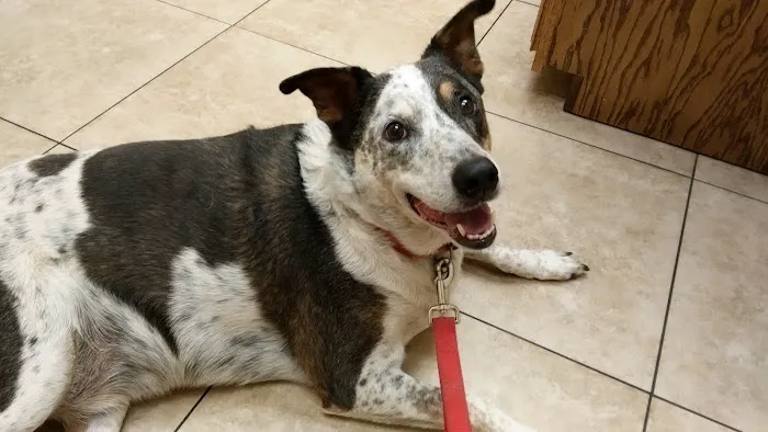 Alta Vista Veterinary Hospital Picture 4