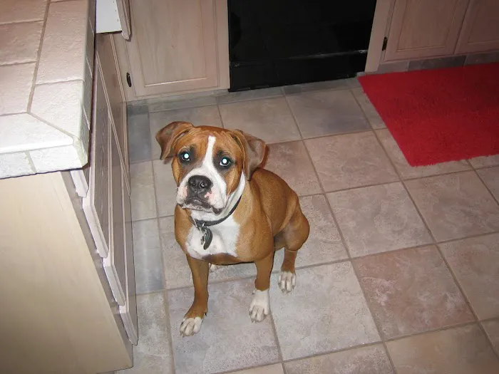 Alta Vista Veterinary Hospital Picture 5