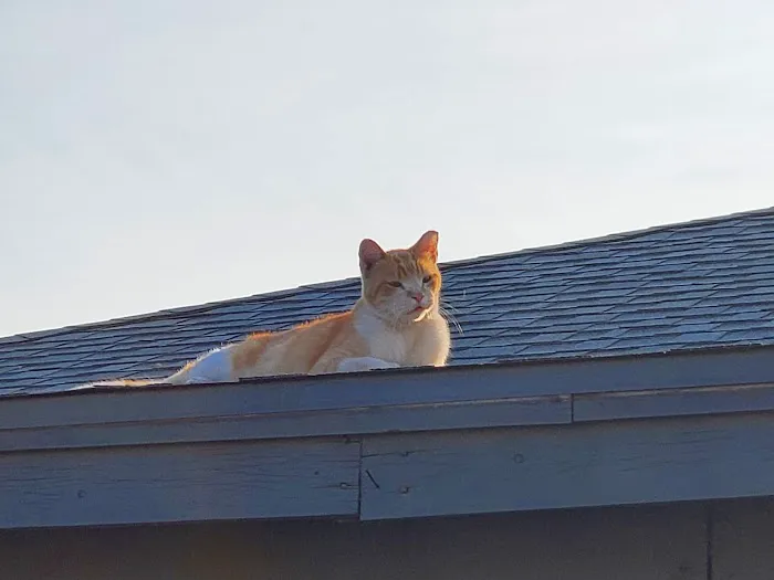 Alta Vista Veterinary Hospital Picture 9