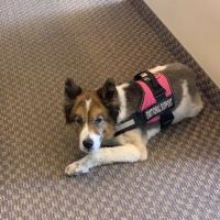 Camelback Animal Clinic ico