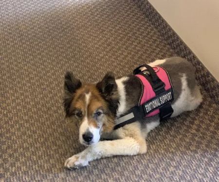 Camelback Animal Clinic