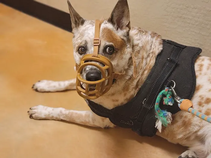 Camelback Animal Clinic Picture 4