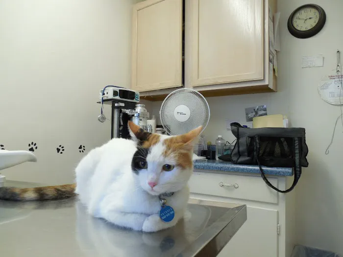 Dreamy Draw Cat Hospital Picture 1