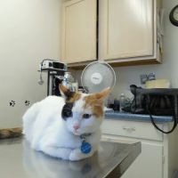 Dreamy Draw Cat Hospital ico