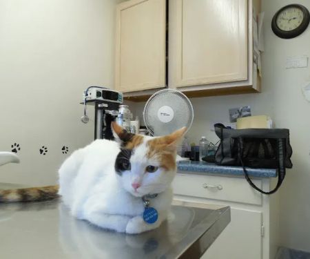 Dreamy Draw Cat Hospital
