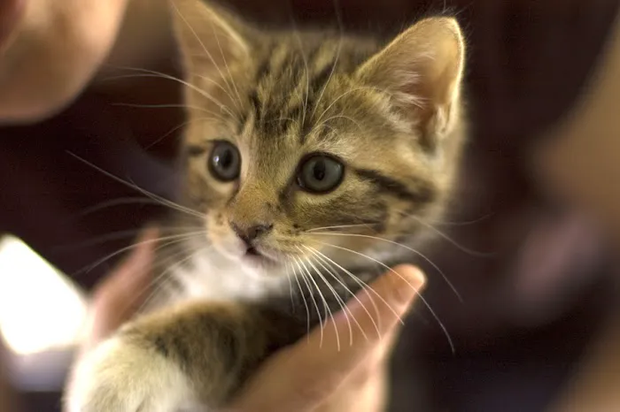 Dreamy Draw Cat Hospital Picture 9