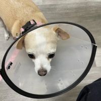 ArkVets ico
