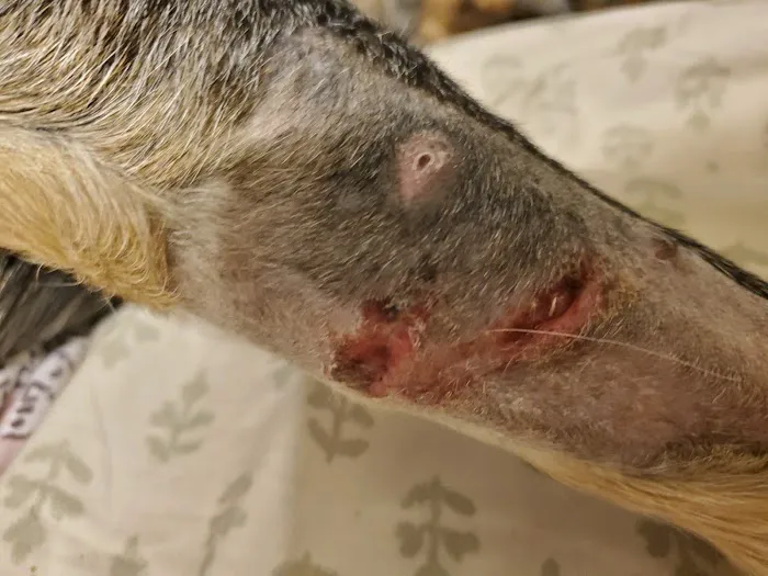 East Maryland Animal Hospital: Martens Melana DVM Picture 2