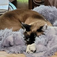 East Maryland Animal Hospital: Martens Melana DVM ico