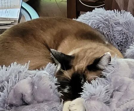 East Maryland Animal Hospital: Martens Melana DVM