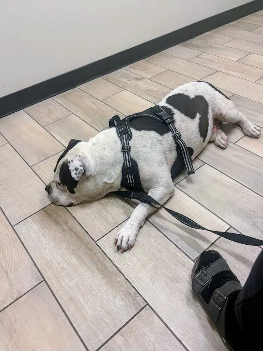 Dobbins Village Veterinary Hospital Picture 9