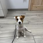 Laveen Veterinary Center