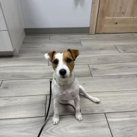Laveen Veterinary Center ico