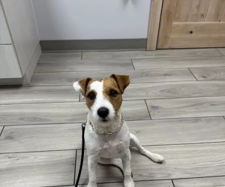 Laveen Veterinary Center