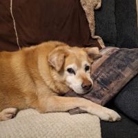 Animal Hospital of Laveen ico