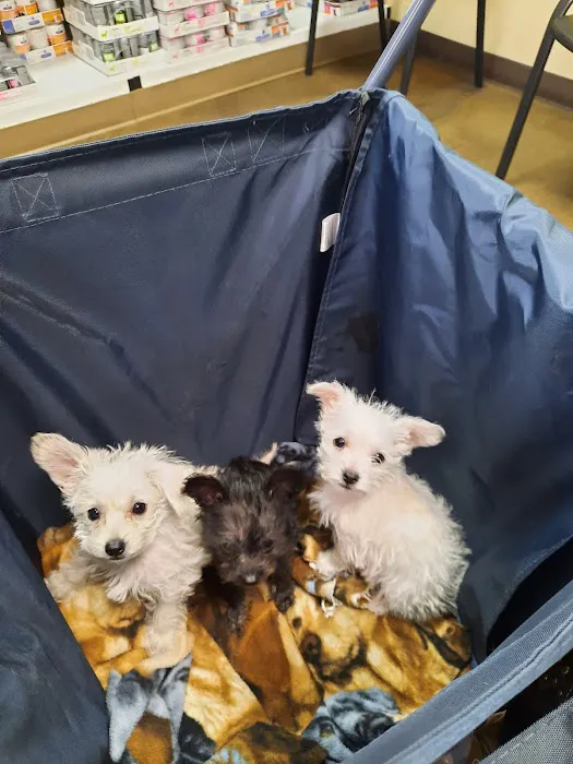 Animal Hospital of Laveen Picture 2