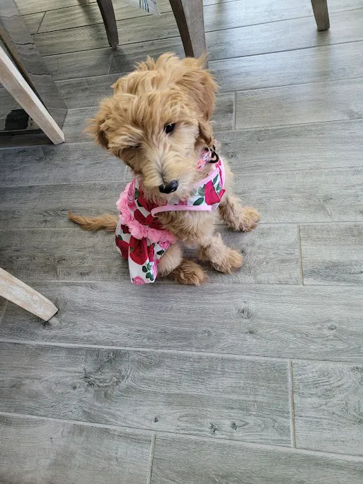 Gilbert Queen Creek Emergency Veterinarian & Pet Urgent Care Picture 9