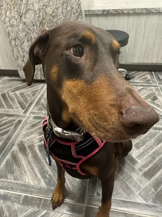 Gilbert Queen Creek Emergency Veterinarian & Pet Urgent Care Picture 8