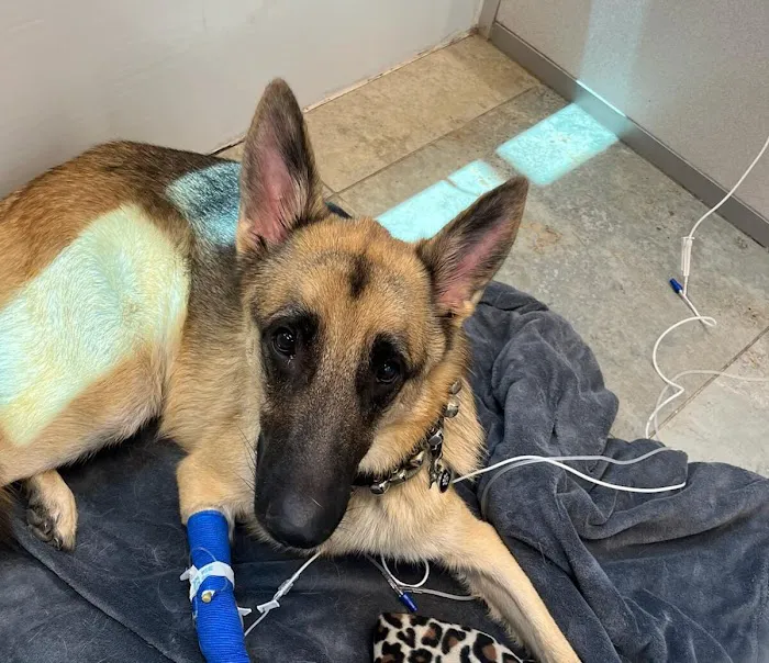 Gilbert Queen Creek Emergency Veterinarian & Pet Urgent Care Picture 10