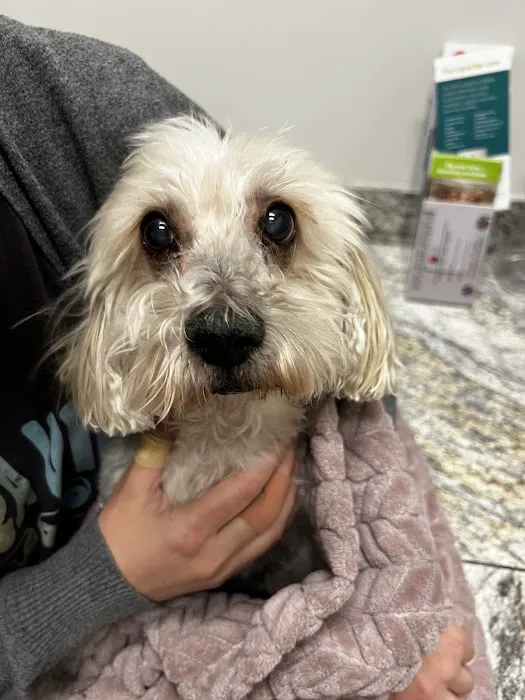 Gilbert Queen Creek Emergency Veterinarian & Pet Urgent Care Picture 7