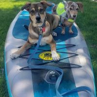 Animal House Veterinary Clinic ico