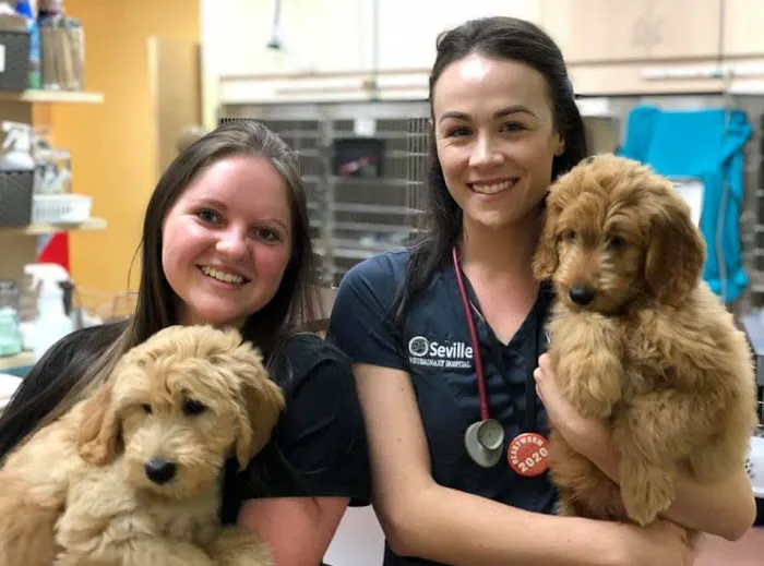 Seville Veterinary Hospital Picture 9