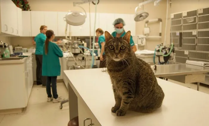 Animal Clinic Del Rancho Picture 6