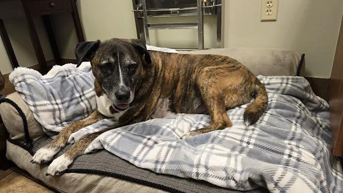 KC Animal Hospital & Pet Resort Picture 1