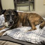 KC Animal Hospital & Pet Resort