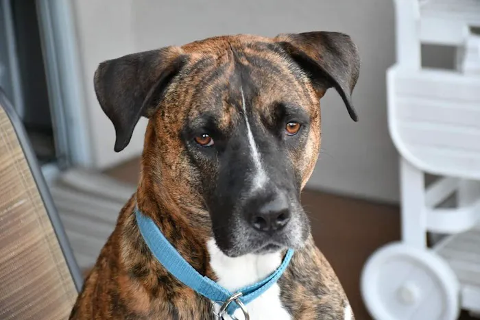 KC Animal Hospital & Pet Resort Picture 4