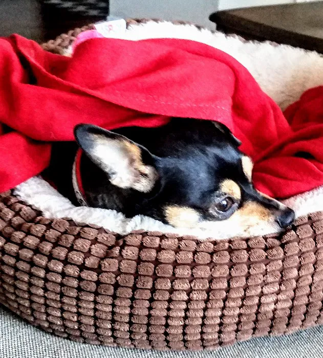 KC Animal Hospital & Pet Resort Picture 6