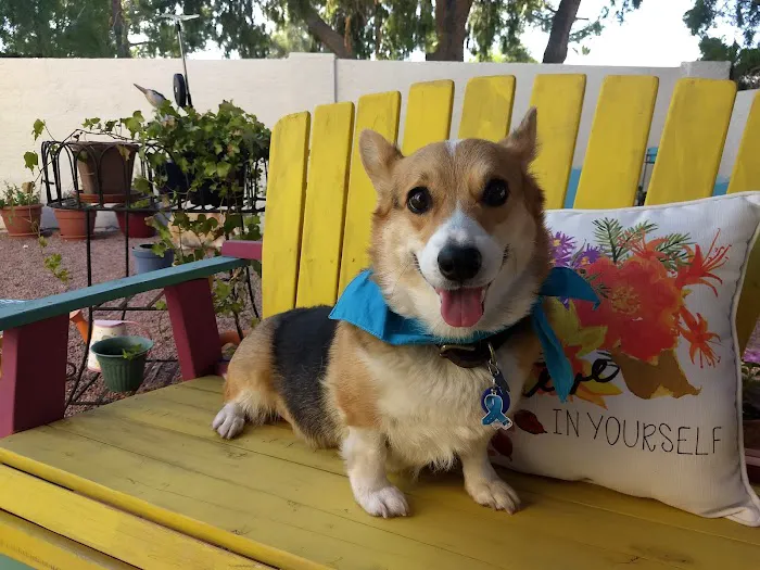 KC Animal Hospital & Pet Resort Picture 5