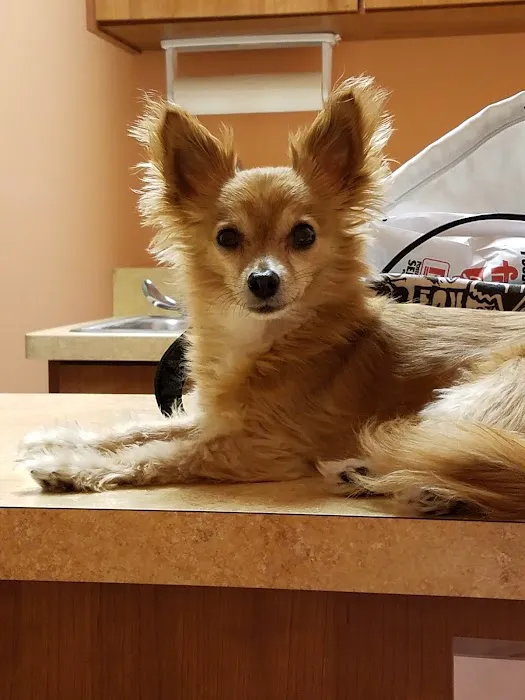 KC Animal Hospital & Pet Resort Picture 9