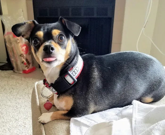 KC Animal Hospital & Pet Resort Picture 7