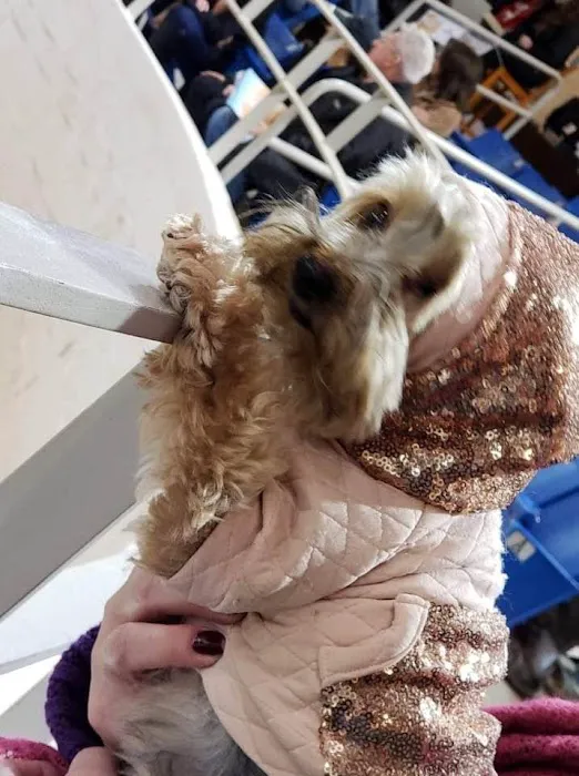 KC Animal Hospital & Pet Resort Picture 8