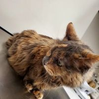 Quail Crossing Animal Hospital ico