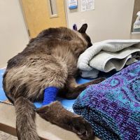 Lovet Pet Health Care - Scottsdale Hills ico
