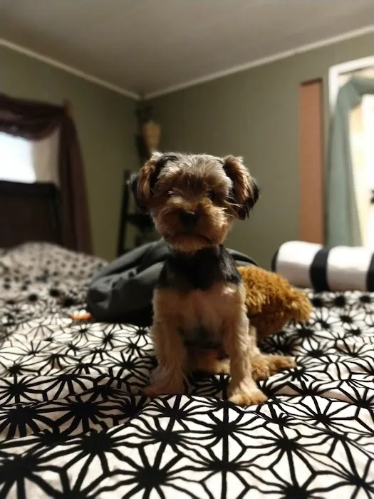 Lovet Pet Health Care - Scottsdale Hills Picture 2
